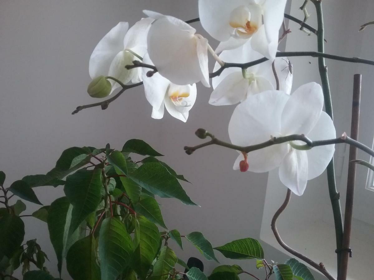 La Bastide Saint Anne Guest House ภายนอก รูปภาพ